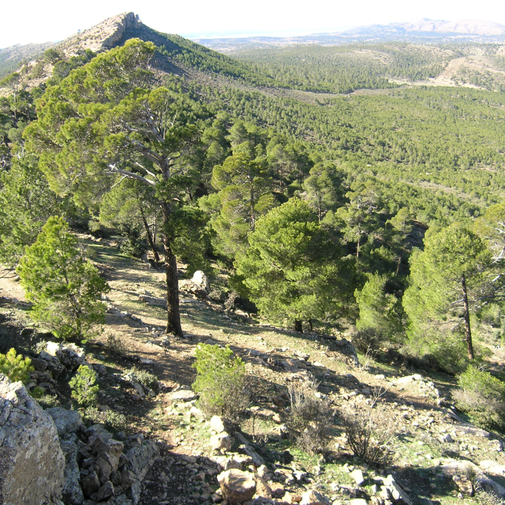 Forêt de Canastel/Un poumon pour la ville et un coin paradisiaque