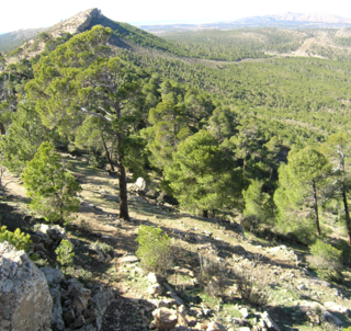 Forêt de Canastel/Un poumon pour la ville et un coin paradisiaque