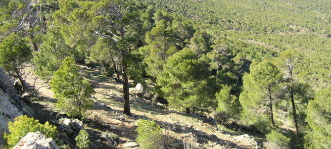 Forêt de Canastel/Un poumon pour la ville et un coin paradisiaque